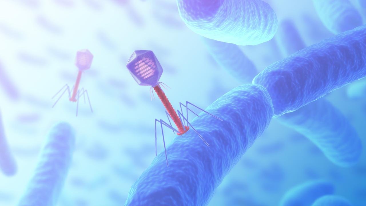 Bacteriófago